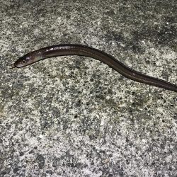 ちょい投げ釣り