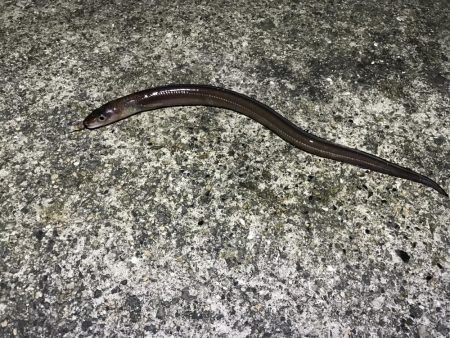 ちょい投げ釣り