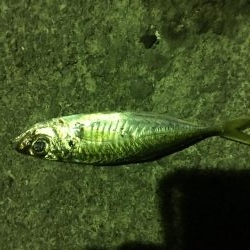 アジング・ガシリング