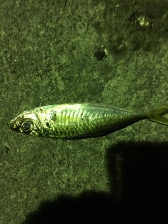 アジング・ガシリング