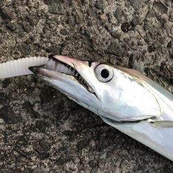 タチウオ（太刀魚）　和歌山「のりたま様」ご投稿カンパリ釣り情報！2017年12月