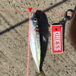 多魚種イロイロ