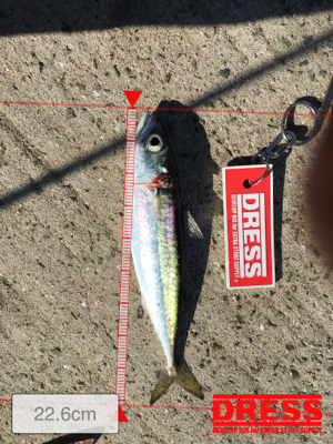 多魚種イロイロ