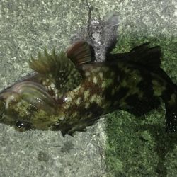 小イワシ泳がせ