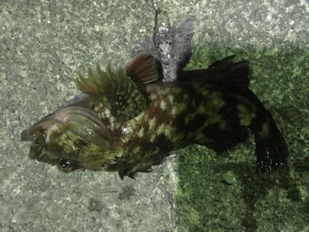 小イワシ泳がせ