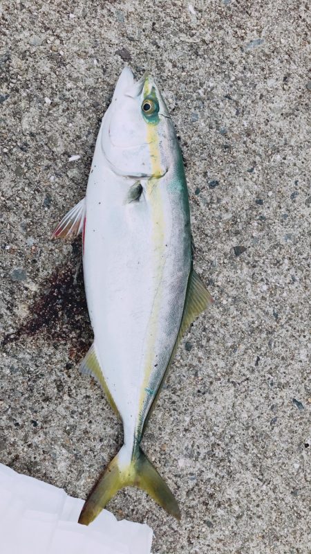 サゴシばかり…