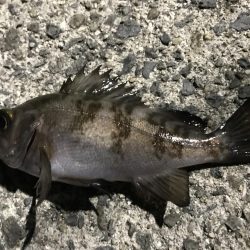 心が折れました