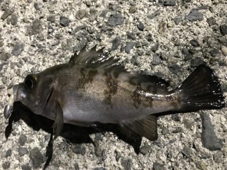 心が折れました