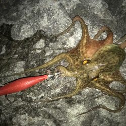 アオリイカとタコ