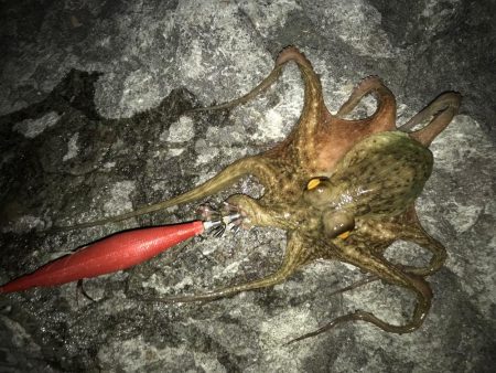 アオリイカとタコ