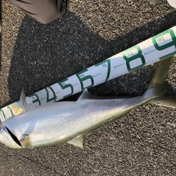 尼崎ブリ回遊中。