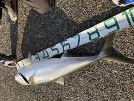 尼崎ブリ回遊中。