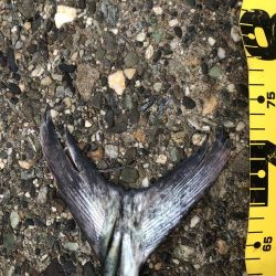 釣り納めサワラ