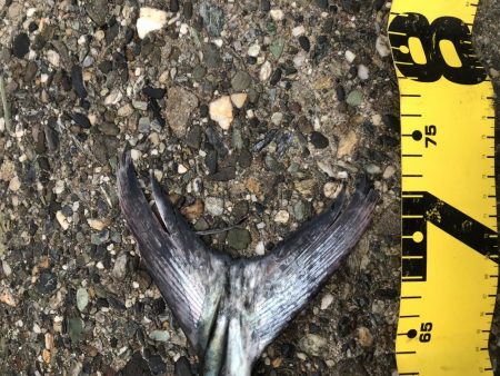 釣り納めサワラ