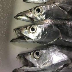 久しぶりの浮き釣り
