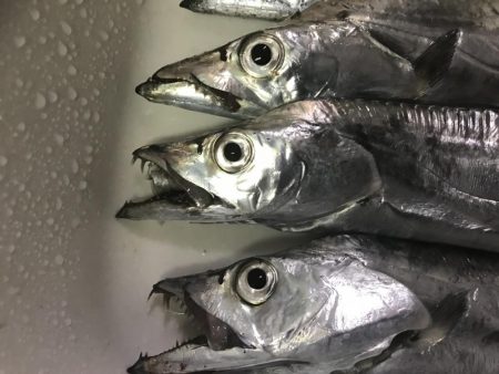 久しぶりの浮き釣り