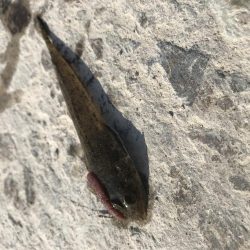 五目釣り達成？