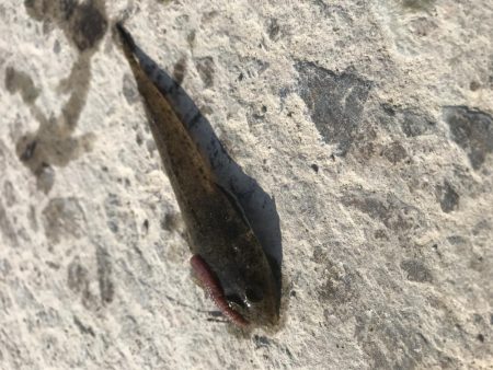 五目釣り達成？