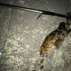 メバルいました