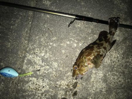 メバルいました