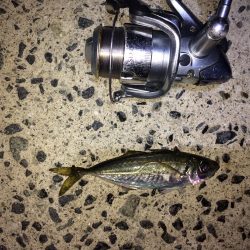 釣り納メバリング