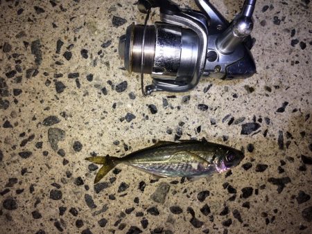 釣り納メバリング