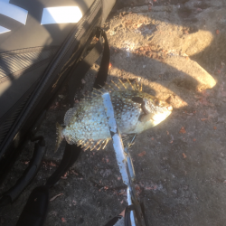 アイゴの猛攻 津島ワレ