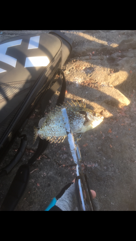 アイゴの猛攻 津島ワレ