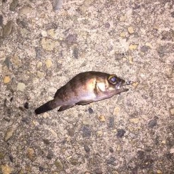 メバルgetだぜ！