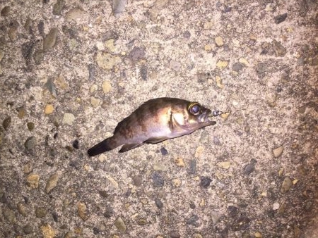 メバルgetだぜ！