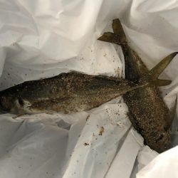 朝まずめの一瞬だけ