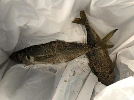 朝まずめの一瞬だけ