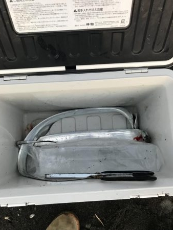 スローリトリーブで太刀魚