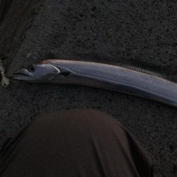 タチウオカッターに注意