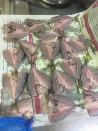 椿泊でかけ釣り