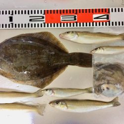 今日もカレイが釣れました