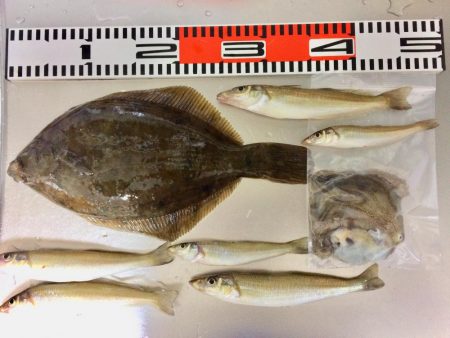 今日もカレイが釣れました