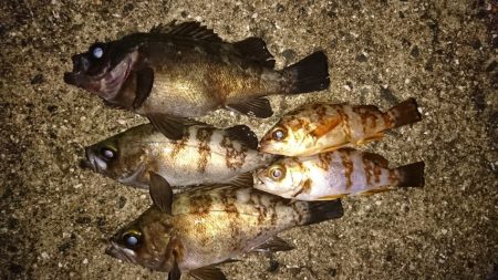 赤灯波止でメバル狙い。