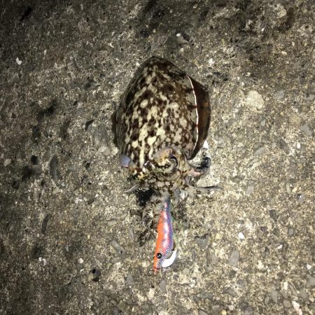 コウイカ爆釣
