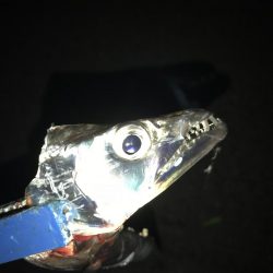 ホンマ、久しぶりですわ!