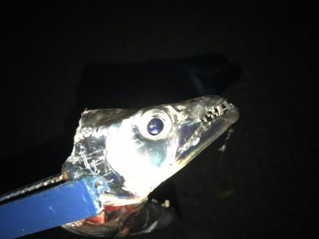 ホンマ、久しぶりですわ!