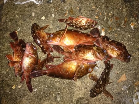 ガシラ爆釣！！