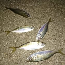 常夜灯アジング