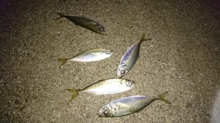 常夜灯アジング