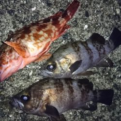 洲本川河口のライトゲーム