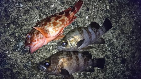 洲本川河口のライトゲーム