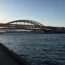 サビキで良型イワシ!!