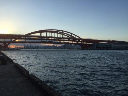 サビキで良型イワシ!!