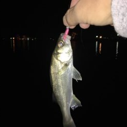 メバルを探したけど