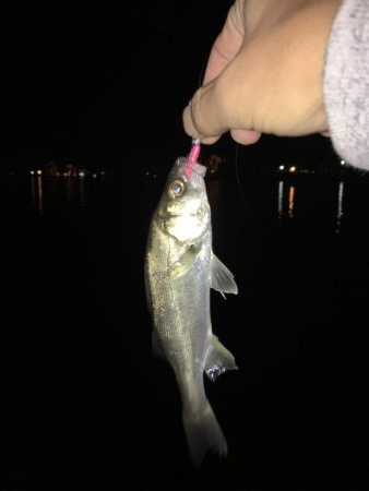 メバルを探したけど